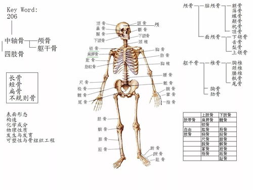 梦到人体骨架变大什么意思,梦见人骨架的预兆