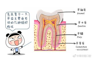 梦到修牙齿什么预兆解梦,做梦修牙是什么意思