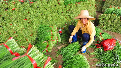 梦到买了好菜籽什么意思,梦见菜籽的预兆