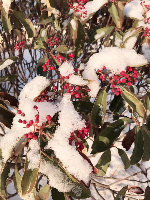 梦到了雪是什么意思,梦到下雪了是什么意思