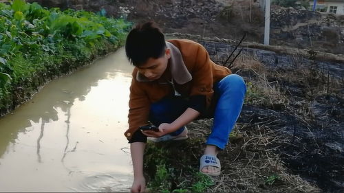 梦到亲人捉泥鳅什么预兆,梦见自己和爷爷一起捉泥鳅的预兆