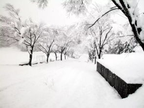 梦到出行下雪是什么预兆,梦见出门下雪刮风的预兆