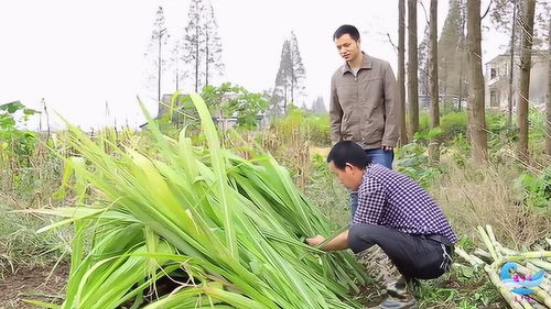 梦到修甘蔗叶什么意思,孕妇梦见甘蔗是什么预兆