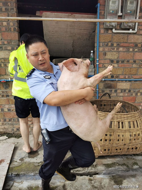 梦到亲人抱个猪仔什么意思,梦见很多小猪仔的预兆