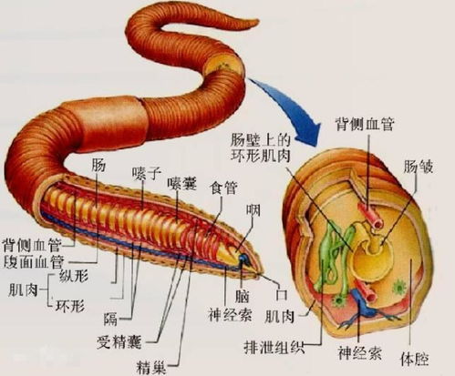 梦到别人吃蚯蚓是什么意思,做梦梦到别人都在吃蚯蚓预示着什么意思