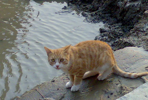 梦到兄弟打死野猫什么意思,梦见亲人打死猫的预兆