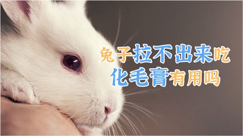 梦到兔子的粑粑什么预兆,梦见兔子拉屎的预兆