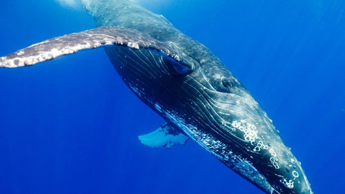 梦到全是海里生物什么意思,梦见海里生物的预兆