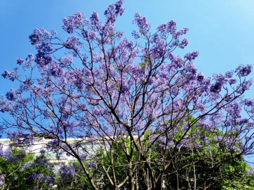 梦到什么树开花很漂亮呢,梦见花树开花很漂亮