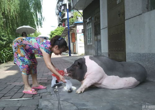 梦到买小香猪是什么意思,梦见买猪肉财运怎么样