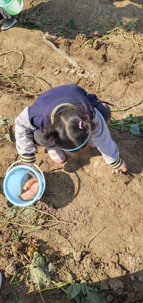 梦到偷挖地瓜什么意思,梦见偷挖地瓜的预兆