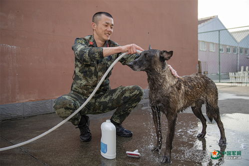 梦到军犬扑向自己什么意思,梦见_人保护我的预兆