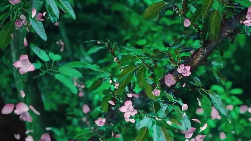 梦到买白花是什么意思,梦见买莲花白的预兆