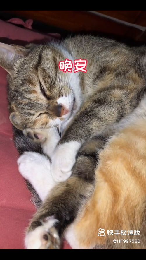 梦到会说话的猫预示什么,梦见会说话的猫