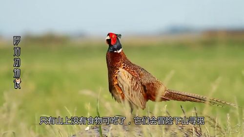 梦到假的山鸡什么意思,梦见野鸡山鸡的预兆