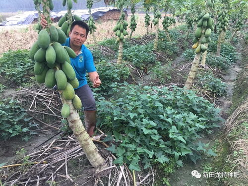 梦到人家送木瓜什么意思,梦见别人给自己吃酸木瓜的预兆