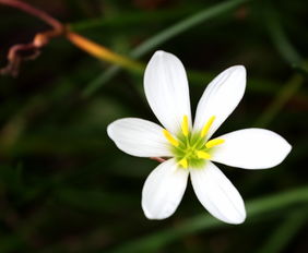 梦到买白花是什么意思,梦见买莲花白的预兆