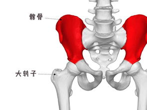 梦到人的骨头什么预兆,梦见人骨头什么意思？