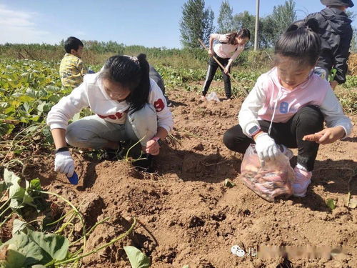 梦到刨红薯是什么意思,梦见挖红薯是什么意思