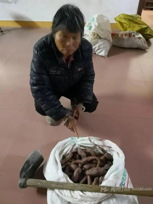 梦到儿女偷红薯什么意思,梦见偷红薯什么意思？