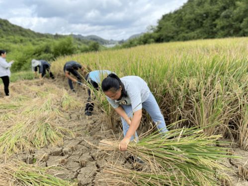 梦到农村割谷子什么预兆,梦见割谷子的预兆