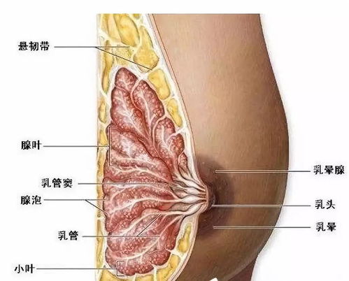 梦到乳腺肿块变大什么意思,梦见乳房张肿块的预兆