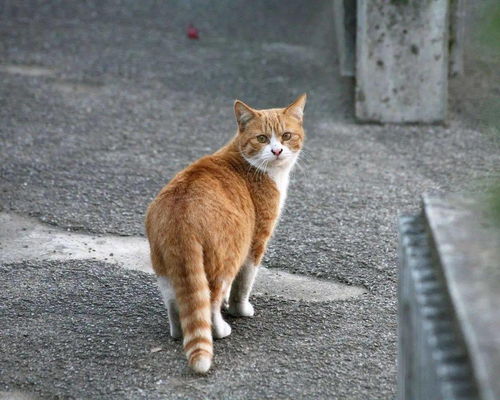 梦到争抢很多猫肉什么意思,梦见猫肉的预兆