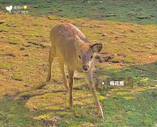 梦到了彩色的山羊代表什么,梦见山羊的预兆