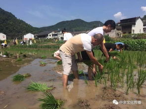 梦到农田抓鱼什么意思,梦见在田里抓鱼什么意思？