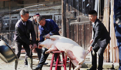 梦到公公抓猪什么意思,梦见妈妈同死去的爸爸抓猪的预兆