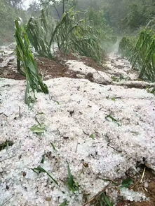 梦到冰雹天灾是什么预兆,梦见下冰雹预兆的预兆