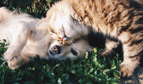 梦到会飞的猫预示什么,梦见猫飞的预兆