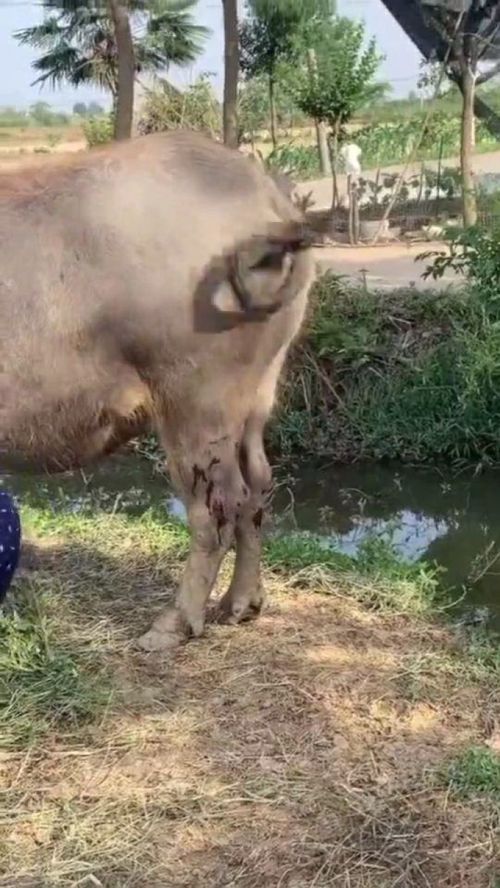 梦到借牛是什么意思,梦见自己的牛被强行借走什么意思