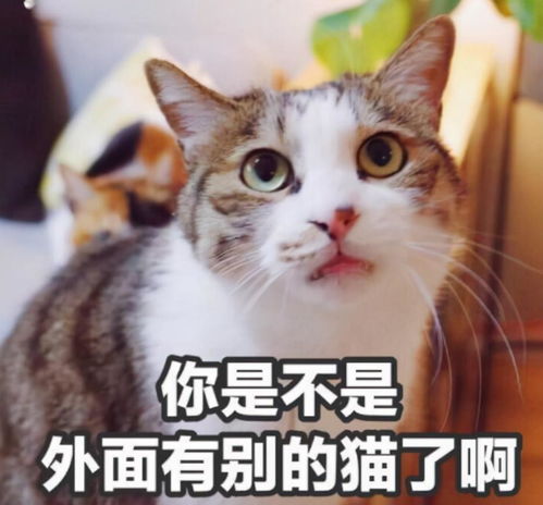 梦到养猫了是什么意思,梦见养猫预示什么梦见养猫意味着什么