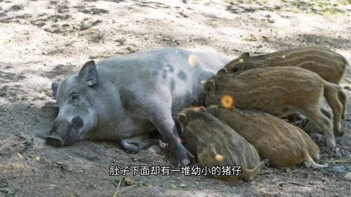 梦到了野猪崽什么意思,梦见猪仔子是什么意思