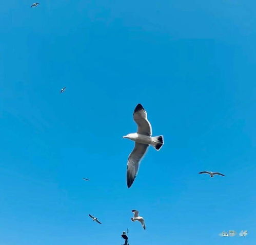 梦到仗剑天涯什么意思,仗剑天涯什么意思