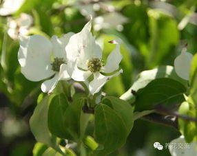 梦到修剪自家花树什么意思,梦中花树被剪断？