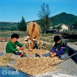 梦到农村荒芜生活什么意思,梦见田地荒芜的预兆