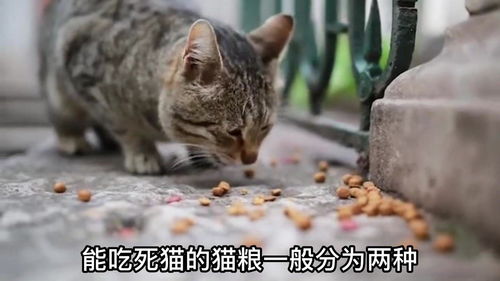 为什么会梦到很多死猫,梦见满地死猫的预兆