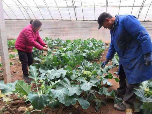 为什么会梦到摘花生吃,梦见摘花生和吃花生是什么意思