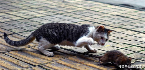 为什么会梦到猫变成人,梦见猫变成了人