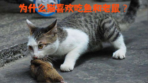 为什么会梦到猫吃蛇头,周公解梦查询：梦见猫吃蛇是什么征兆？代表什么？