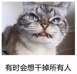 为什么会梦到人变成猫,梦见人变成了猫的预兆