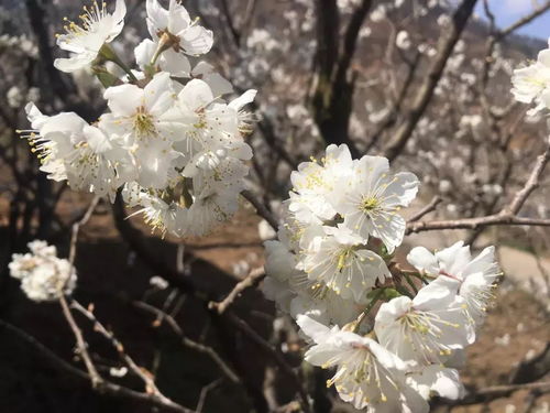 为什么会梦到樱桃花盛开,梦见丰收季节桃花和樱桃花开了的预兆