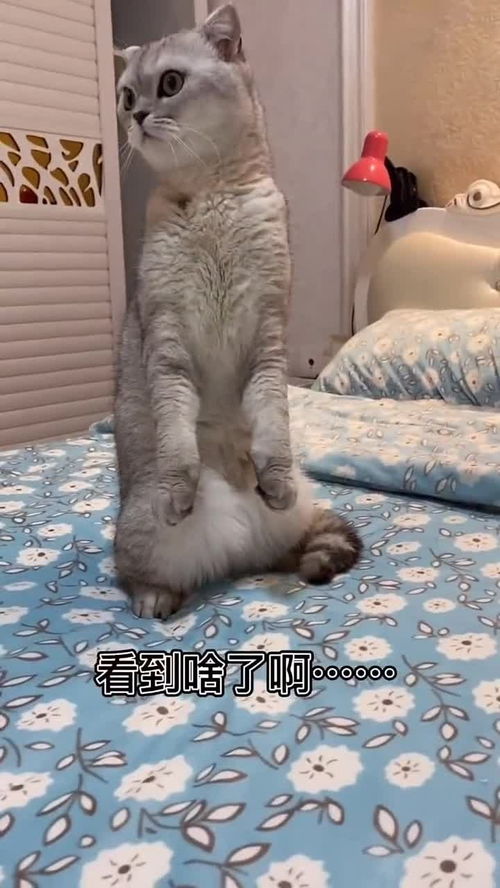 为什么会梦到消失的猫咪,梦见猫咪不见了的预兆