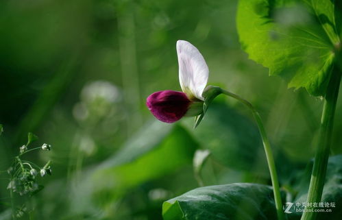 作梦梦到花什么意思,梦见花是什么预兆