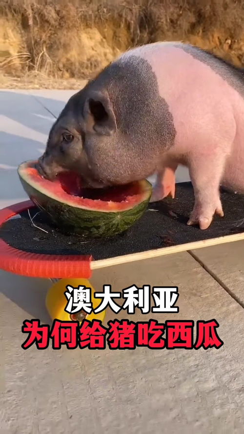 为什么做梦梦到要吃猪肉,梦见吃猪肉是什么预兆解梦