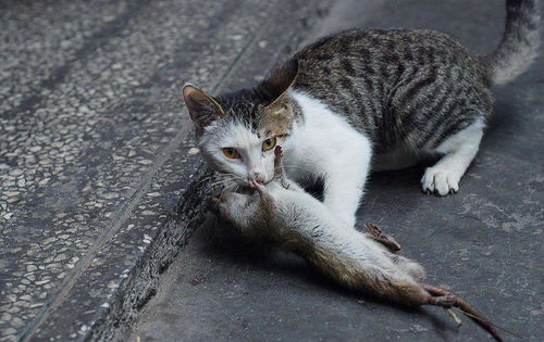 为什么梦到猫吃蛇头呢,周公解梦查询：梦见猫吃蛇是什么征兆？代表什么？