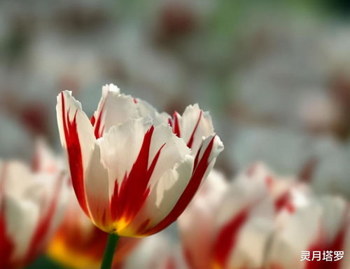 做梦梦到落花什么意思,梦见花落是什么意思 梦见花落周公解梦